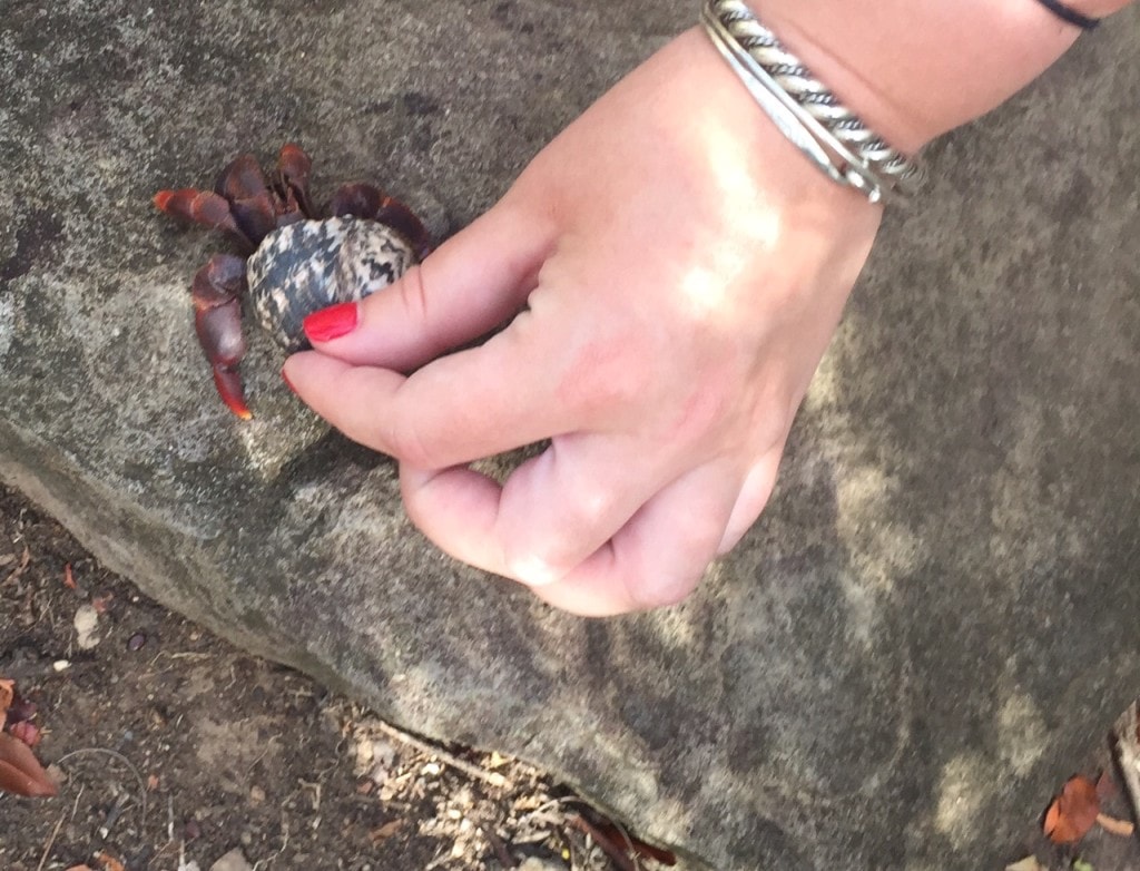 A crab! Katherine was brave enough to hold it. - "Hiking in St. Martin" - Two Traveling Texans