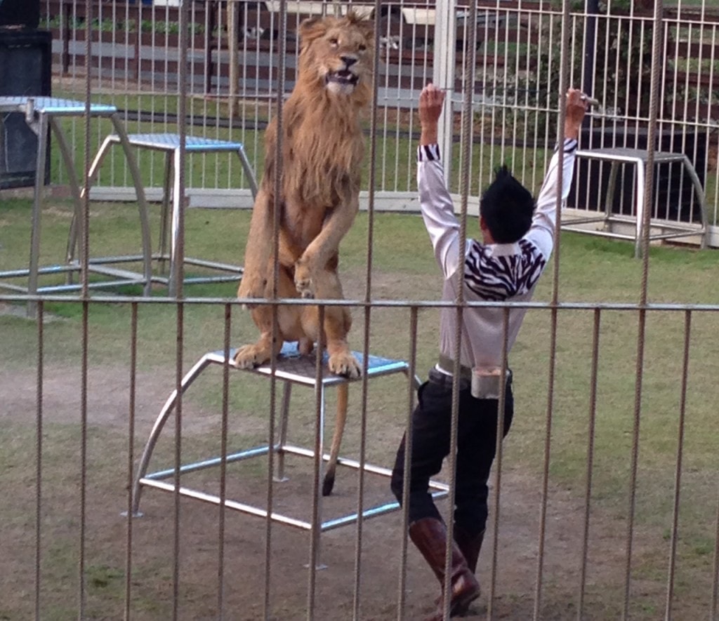 Lion show at the Night Safari - "Quick Trip to Chiang Mai Thailand" - Two Traveling Texans