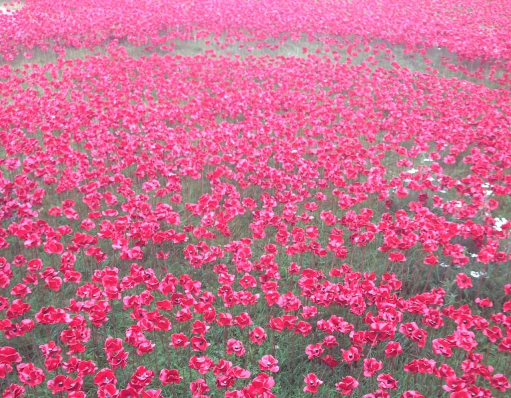 Poppies, poppies, and more poppies - 888,246 to be exact.
